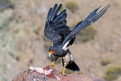 Mountain Caracara [Phalcoboenus megalopterus] 
