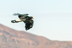 Mountain Caracara [Phalcoboenus megalopterus] 