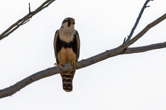 Aplomado Falcon [Falco femoralis femoralis] 