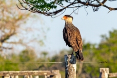 Crested Caracara [Caracara plancus plancus] 
