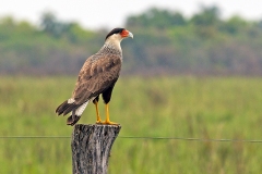 Crested Caracara [Caracara plancus plancus] 