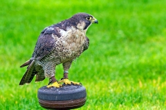 Peregrine Falcon [Falco peregrinus peregrinus] 