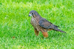 New Zealand Falcon [Falco novaeseelandiae] 
