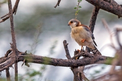Pygmy Falcon [Polihierax semitorquatus castanonotus] 