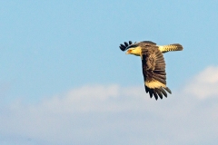 Yellow-headed Caracara [Milvago chimachima cordata] 