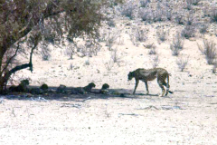 CARNIVORES
