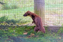 European Pine Marten [Martes martes]
