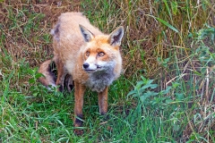 Red Fox [Vulpes vulpes crucigera]