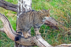 European Wildcat [Felis silvestris silvestris]