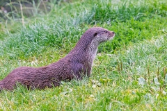 European Otter [Lutra lutra]