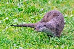European Otter [Lutra lutra]
