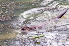 European Otter [Lutra lutra]