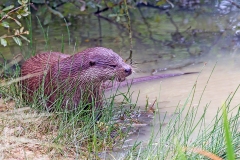European Otter [Lutra lutra]
