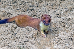 Stoat [Mustela erminea stabilis]