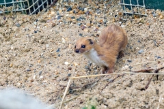 Least Weasel [Mustela nivalis nivalis]