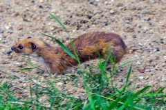Least Weasel [Mustela nivalis nivalis]