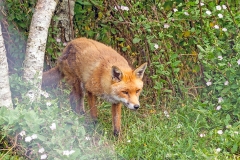 Red Fox [Vulpes vulpes crucigera]