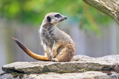 Meerkat [Suricata suricatta]