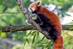 Red Panda [Ailurus fulgens]