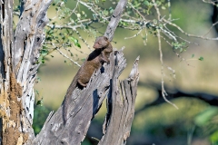Common Dwarf Mongoose [Helogale parvula parvula]