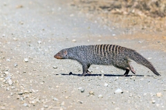 Banded Mongoose [Mungos mungo mungo]