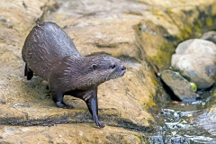 Asian Small-clawed Otter [Aonyx cinerea]