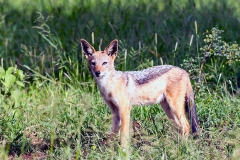 Black-backed Jackal [Canis mesomelas mesomelas]