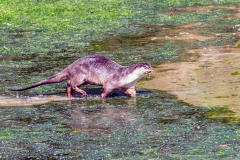 Smooth-coated Otter [Lutrogale perspillicata perspillicata]