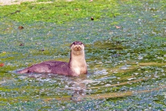 Smooth-coated Otter [Lutrogale perspillicata perspillicata]
