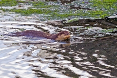 Smooth-coated Otter [Lutrogale perspillicata perspillicata]