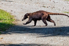 White-nosed Coati [Nasua narica]