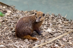 Long-nosed Kusimanse [Crossarchus obscurus]