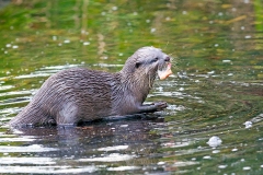 Asian Small-clawed Otter [Aonyx cinerea]