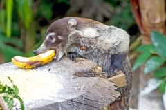 White-nosed Coati [Nasua narica]