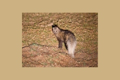 White-tailed Mongoose [Ichneumia albicauda grandis]