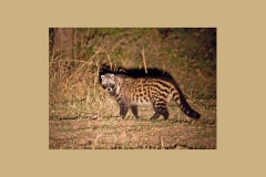 African Civet [Civettictis civetta australis]