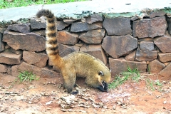 Ring-tailed Coati [Nasua nasua spadicea]