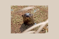 Spotted-necked Otter [Hydrictis maculicollis]