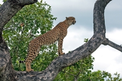 Cheetah [Acinonyx jubatus jubatus]