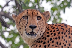 Cheetah [Acinonyx jubatus jubatus]