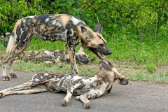 African Wild Dog [Lycaon pictus pictus]