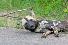 African Wild Dog [Lycaon pictus pictus]