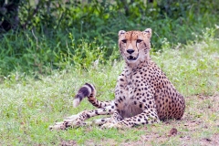 Cheetah [Acinonyx jubatus jubatus]