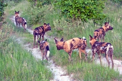 African Wild Dog [Lycaon pictus pictus]