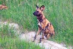 African Wild Dog [Lycaon pictus pictus]
