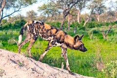 African Wild Dog [Lycaon pictus pictus]
