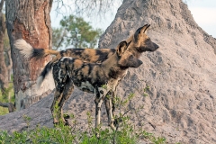 African Wild Dog [Lycaon pictus pictus]