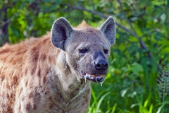 Spotted Hyena [Crocuta crocuta]