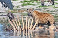 Spotted Hyena [Crocuta crocuta]