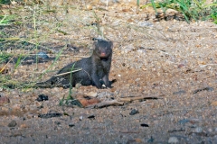 Common Dwarf Mongoose [Helogale parvula parvula]
